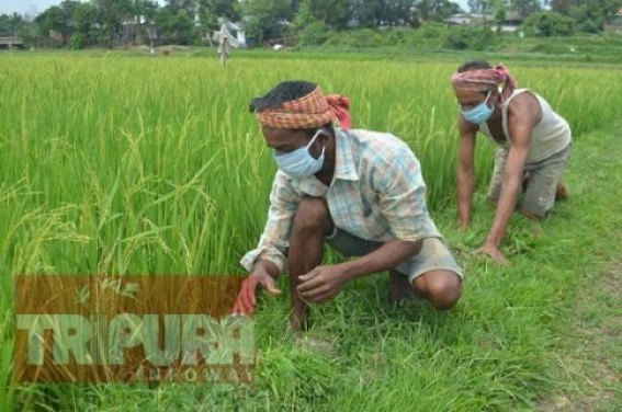 3.60 lakh Kg Rice purchased from Farmers by Tripura Govt 3.60 lakh Kg Rice purchased from Farmers by Tripura Govt
